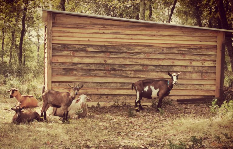 animaux Cévennes