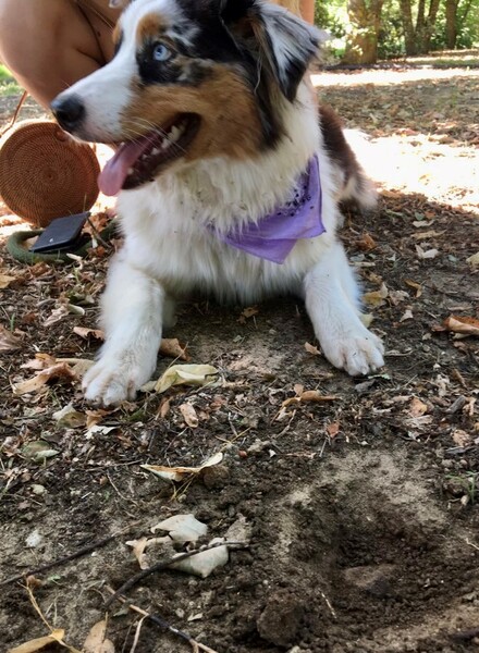 chien truffe Cévennes