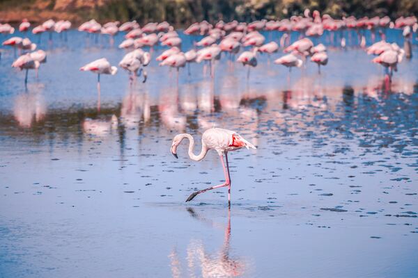 Camargue Occitanie