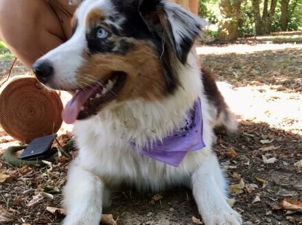 chien truffe Cévennes